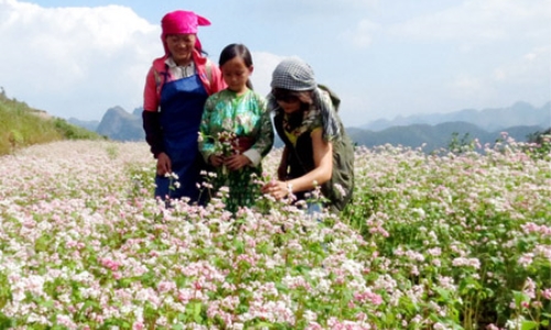 Hà Giang sẵn sàng đón khách đến với Lễ hội Hoa Tam giác mạch